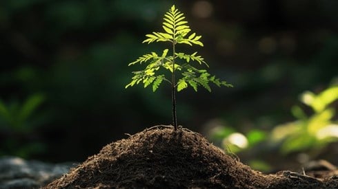 A tree seedling growing up out of a mound of soil