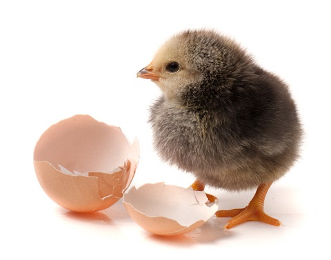 Freshly hatched chick and its broken shell