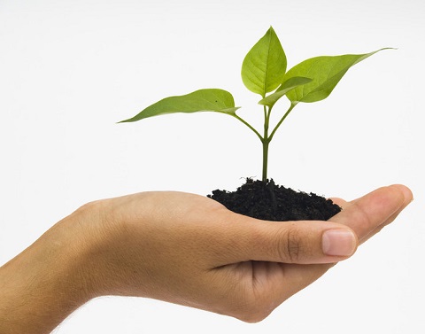 Hand holding dirt with small green plant in it