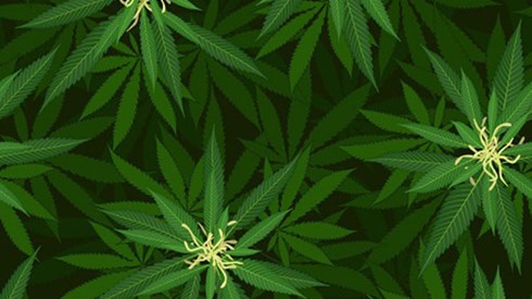 Marijuana Leaves