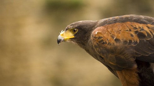 A hawk perched and looking at something